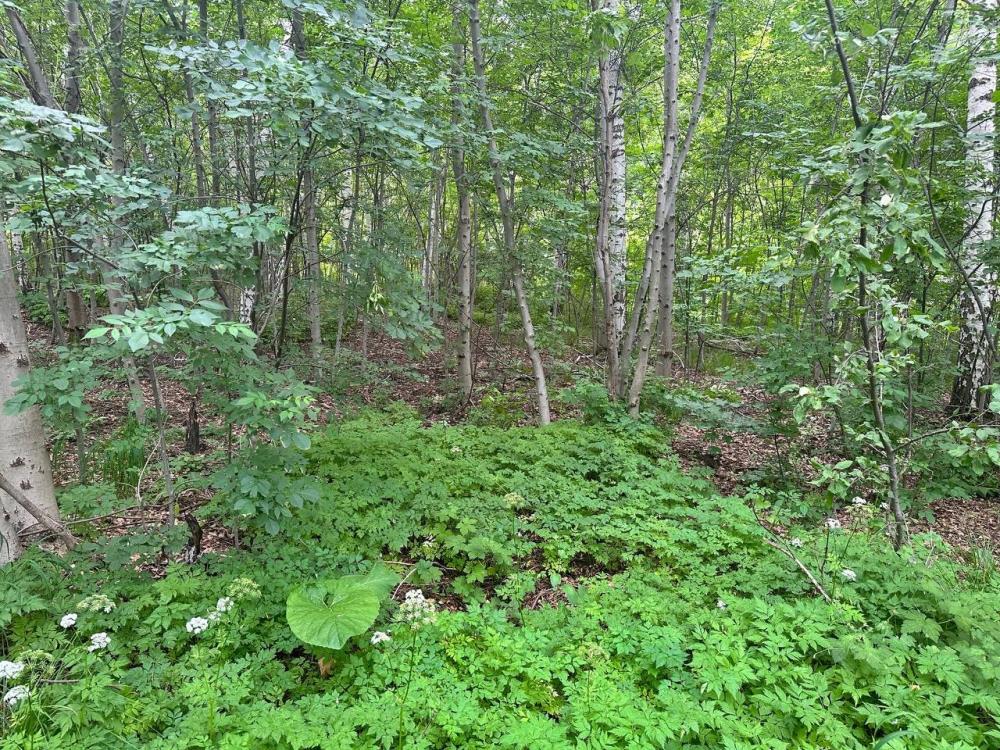 Фото Участок